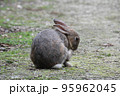 大久野島の可愛いウサギたち 95962045