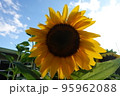 真夏の晴天に咲き誇るヒマワリ 95962088