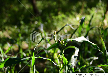熟しかけたジュズダマの実（埼玉県/10月） 95962093