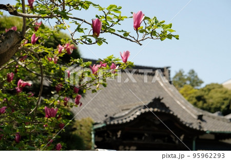 泉岳寺の境内に咲く紫色の木蓮 泉岳寺の境内に咲く紫色の木蓮 95962293