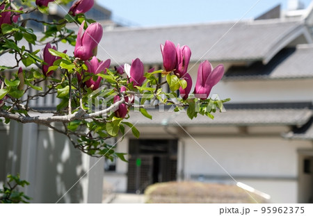 泉岳寺の境内に咲く紫色の木蓮 泉岳寺の境内に咲く紫色の木蓮 95962375