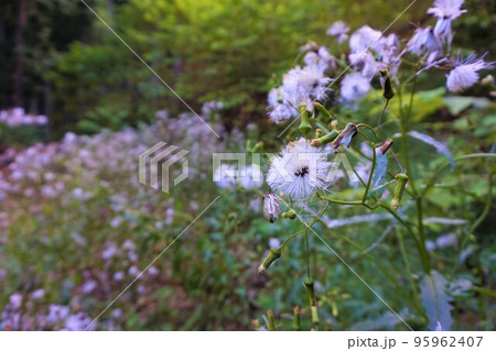 ダンドボロギク　段戸襤褸菊　fireweed　梅田鉱山　津久原鉱山 95962407