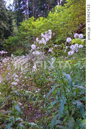 ダンドボロギク 段戸襤褸菊 fireweed 梅田鉱山 津久原鉱山 ダンドボロギク 段戸襤褸菊 fireweed 梅田鉱山 津久原鉱山 95962418
