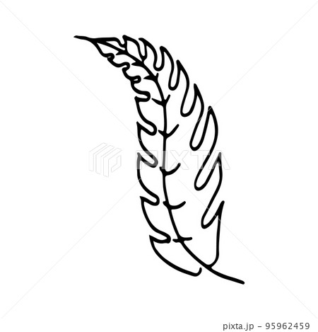 Vector branch and leave. Hand drawn floral elements. Black outline plant on white background. Vintage botanical doodle illustrations. 95962459