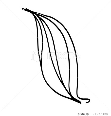 Vector branch and leave. Hand drawn floral elements. Black outline plant on white background. Vintage botanical doodle illustrations. Vector branch and leave. Hand drawn floral elements. Black outline plant on white background. Vintage botanical doodle illustrations. 95962460