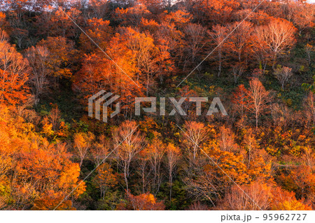 《福島県》夕日をあびる紅葉・磐梯吾妻スカイライン 《福島県》夕日をあびる紅葉・磐梯吾妻スカイライン 95962727
