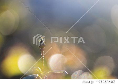 夕日を浴びて幻想的な光の中のバラの蕾 95963407