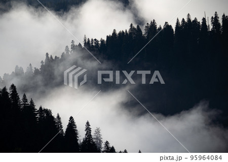 Misty landscape with fir forest in hipster vintage retro style 95964084