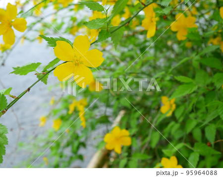 満開の一重の山吹、春の花のイメージ　 95964088
