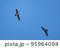 Griffon Vulture (Gyps fulvus), Crete 95964094