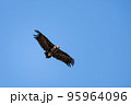 Griffon Vulture (Gyps fulvus), Crete 95964096