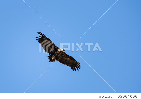 Griffon Vulture (Gyps fulvus), Crete Griffon Vulture (Gyps fulvus), Crete 95964096