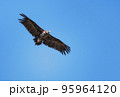 Griffon Vulture (Gyps fulvus), Crete 95964120