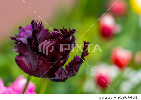 ミステリアスなブラックパーロット~チューリップ~ ミステリアスなブラックパーロット~チューリップ~ 95964401