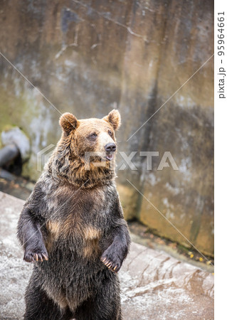 北海道 のぼりべつクマ牧場 北海道 のぼりべつクマ牧場 95964661