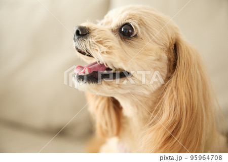 犬のいる暮らし 犬のいる暮らし 95964708