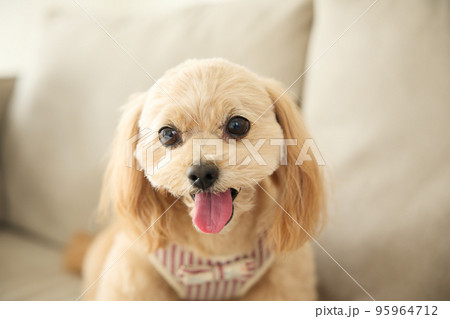 犬のいる暮らし 犬のいる暮らし 95964712