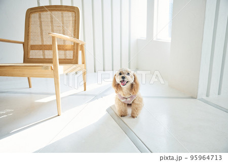 犬のいる暮らし 犬のいる暮らし 95964713