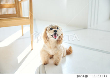 犬のいる暮らし 犬のいる暮らし 95964714