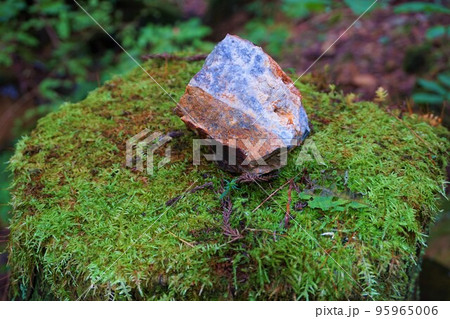 ツヤゴケ 苔 コケ植物 梅田鉱山 津久原鉱山 ツヤゴケ 苔 コケ植物 梅田鉱山 津久原鉱山 95965006