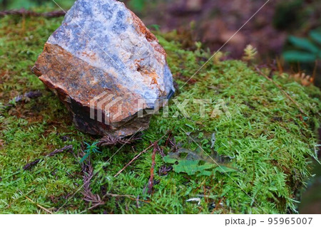 ツヤゴケ 苔 コケ植物 梅田鉱山 津久原鉱山 ツヤゴケ 苔 コケ植物 梅田鉱山 津久原鉱山 95965007