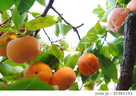 柿がたくさん実る 95965293