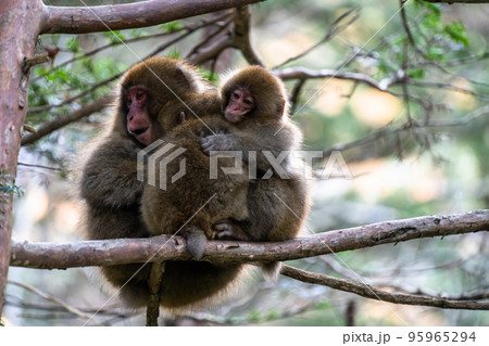 《長野県》野生の猿・上高地 95965294