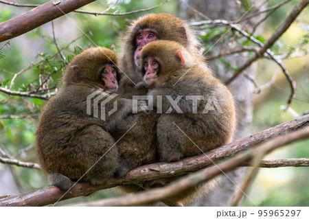 《長野県》野生の猿・上高地 95965297