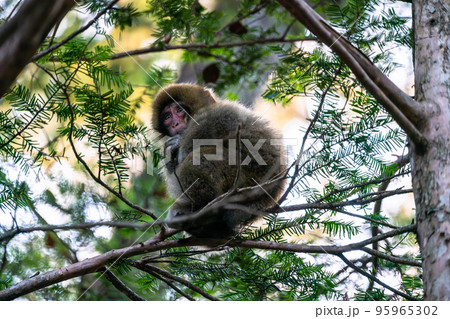 《長野県》野生の猿・上高地 95965302