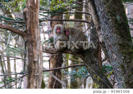 《長野県》野生の猿・上高地 《長野県》野生の猿・上高地 95965306