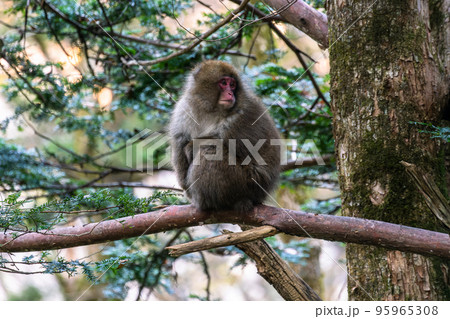 《長野県》野生の猿・上高地 95965308