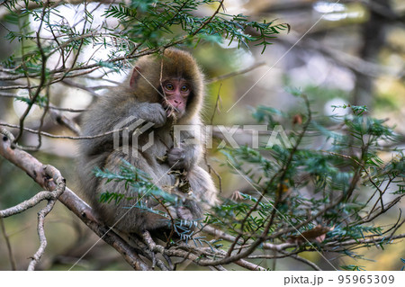 《長野県》野生の猿・上高地 95965309