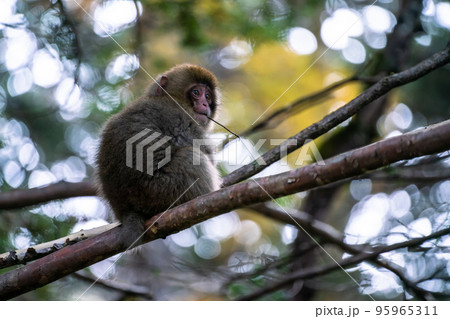 《長野県》野生の猿・上高地 95965311