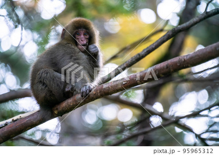 《長野県》野生の猿・上高地 95965312