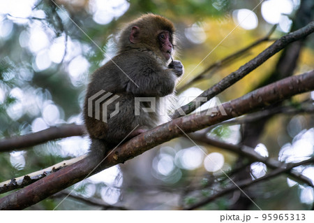 《長野県》野生の猿・上高地 95965313