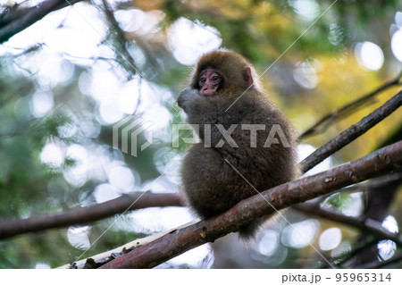 《長野県》野生の猿・上高地 95965314