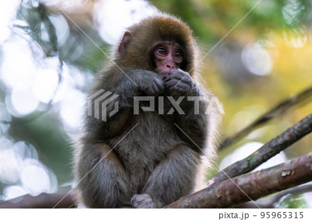 《長野県》野生の猿・上高地 95965315
