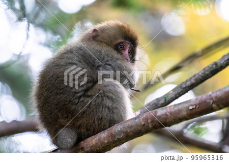 《長野県》野生の猿・上高地 95965316