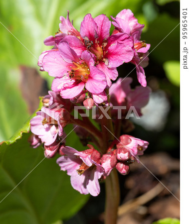 Bergenia, Bergenia hybride Bergenia, Bergenia hybride 95965401