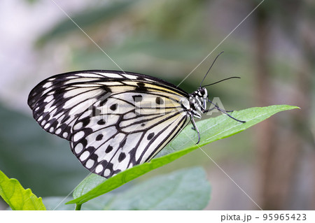 Large tree nymph butterfly, Idea leuconoe Large tree nymph butterfly, Idea leuconoe 95965423