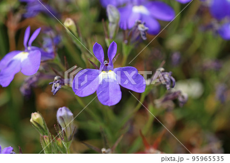 Blue lobelia flowers in close up Blue lobelia flowers in close up 95965535