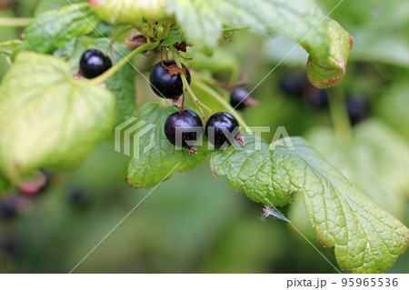 Blackcurrant fruits on a bush in close up 95965536