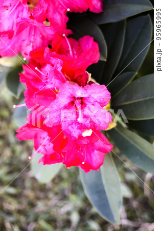 Rhododendron flowers 95965995