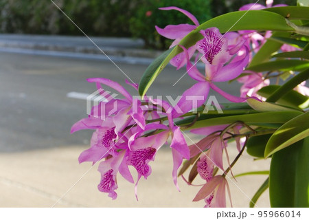 道路沿いに咲くピンクの花 道路沿いに咲くピンクの花 95966014