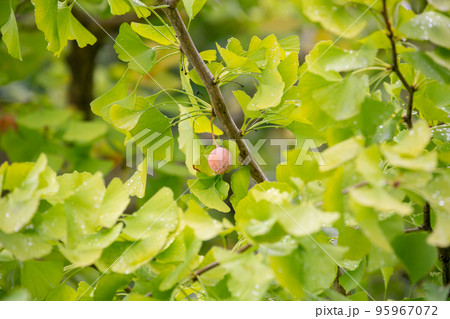色付き始めたイチョウの木　銀杏の実　八王子市 95967072