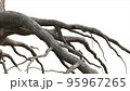 Tree Roots on white background isolate objects. 95967265