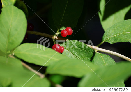 ヒョウタンボクの実 95967289