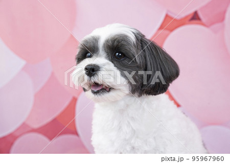 ハートバックとお座りしたミックス犬のバストアップ（シープー） 95967960