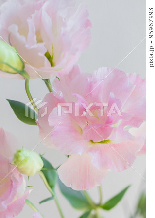 テーブル装花に人気のユーストマ トルコキキョウ テーブル装花に人気のユーストマ トルコキキョウ 95967993