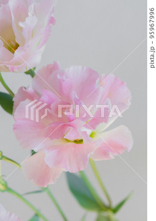 つぼみのあるユーストマ ピンク マクロレンズ つぼみのあるユーストマ ピンク マクロレンズ 95967996